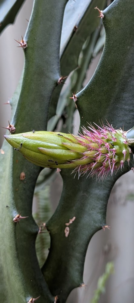 Bigger buds